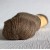 2002 River Birch (1 in stock)